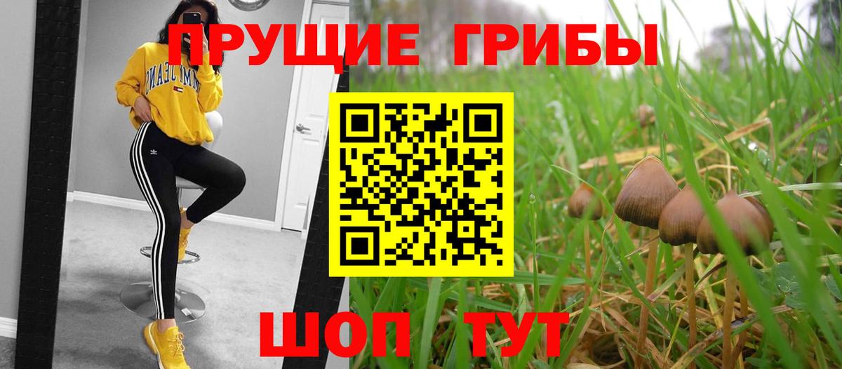 Галлюциногенные грибы Psilocybine cubensis Зеленогорск